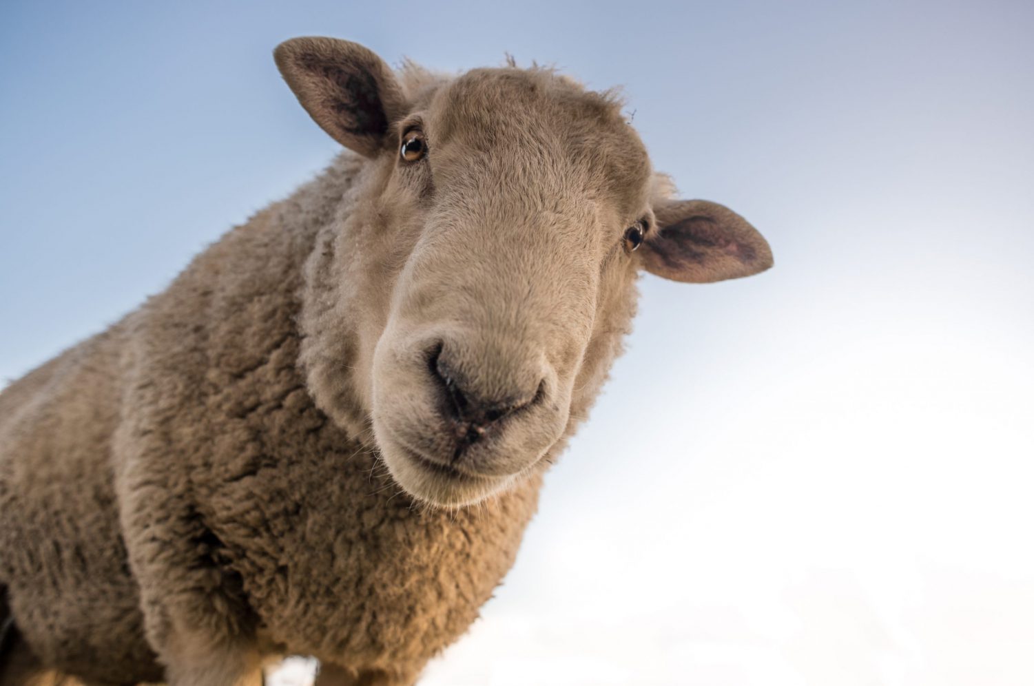 focus-photo-of-brown-sheep-under-blue-sky