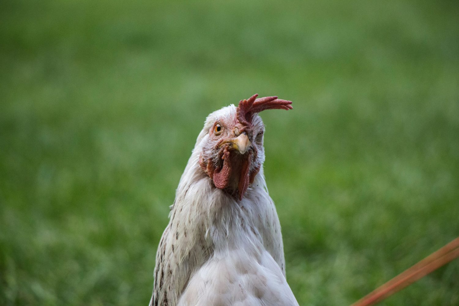 white-chicken staring at you