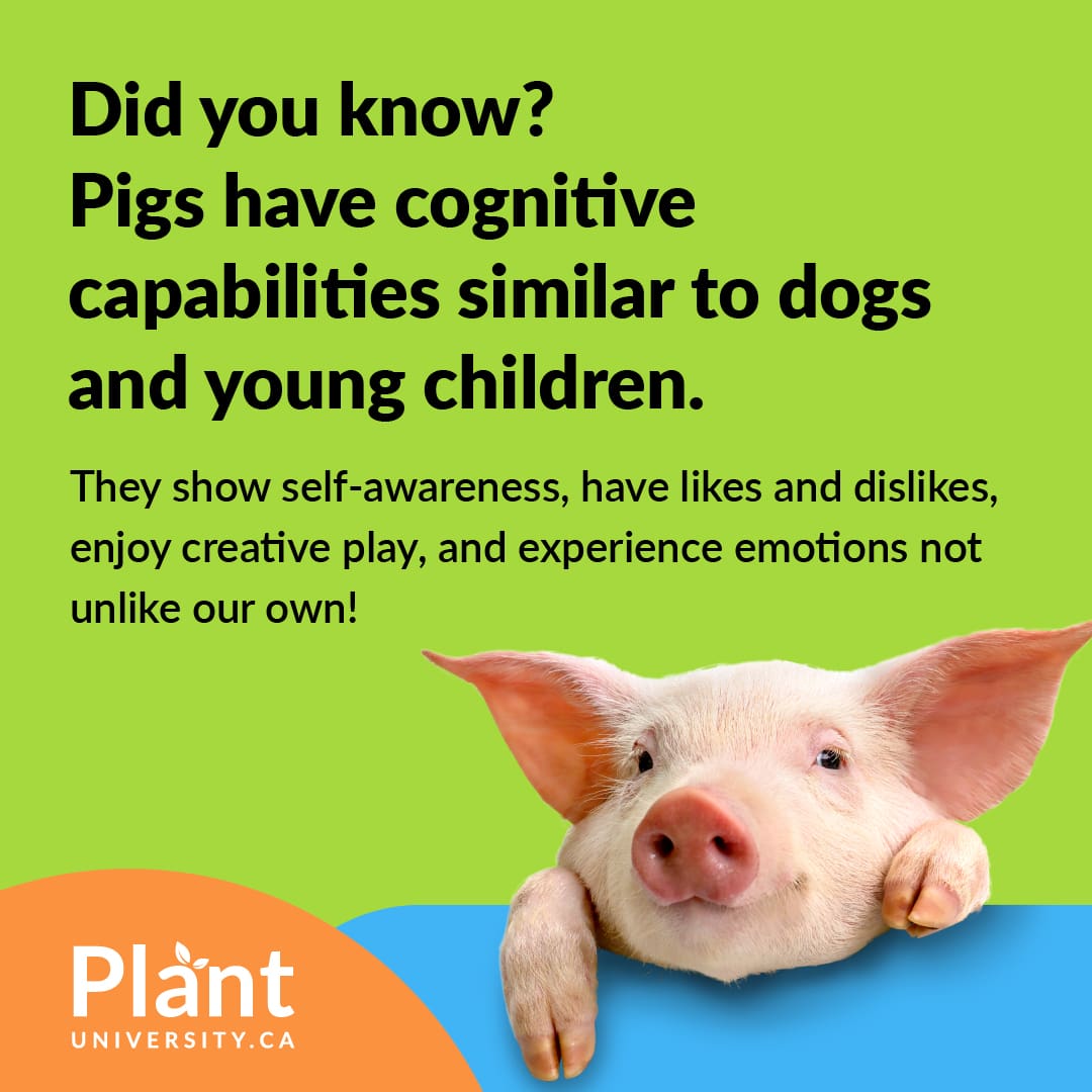 Pigg Thinking 21-day plant-based challenge