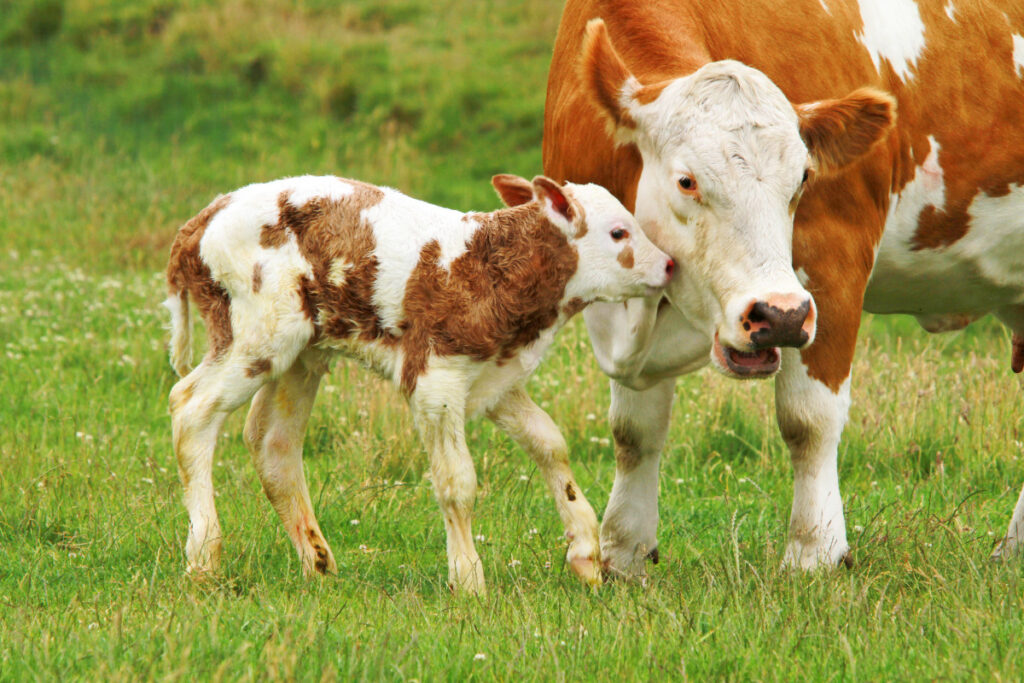 A cow and baby calf nuzzle in a field