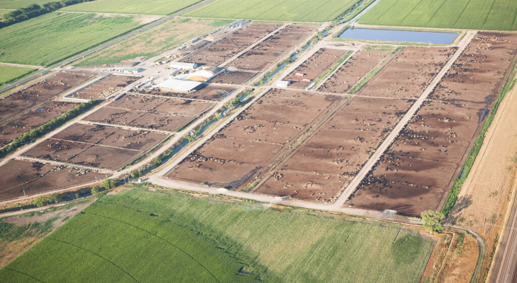 An animal agriculture feedlot seen from above