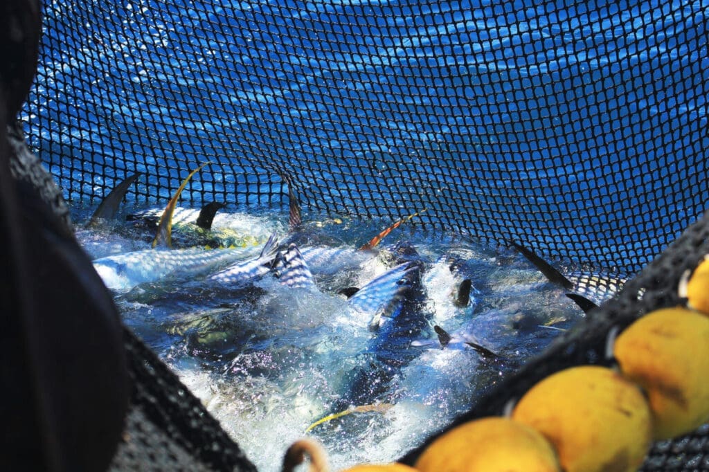 Fish caught in a net from a commercial fishing boat