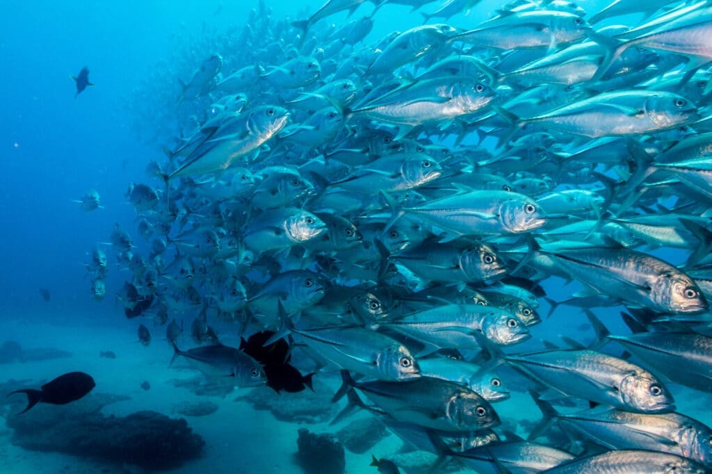 School of fish underwater