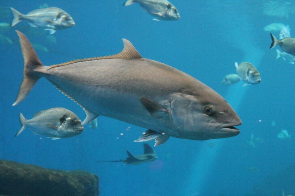 A tuna swimming in the ocean with more tuna in the background