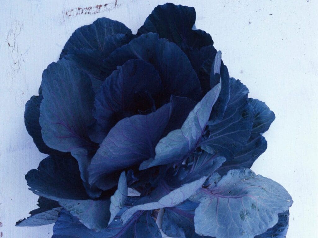 Blue cabbage