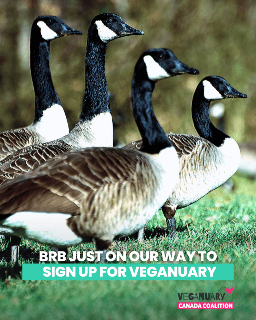 Four Canadian geese standing on green grass with a blurred natural background. Overlaid text reads, 'BRB JUST ON OUR WAY TO SIGN UP FOR VEGANUARY,' with the Veganuary Canada Coalition logo at the bottom right.