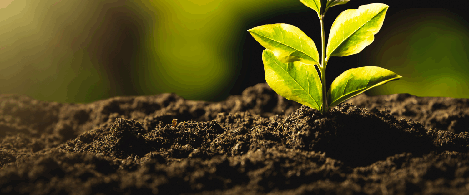 Close-up of a plant sprout growing in the soil